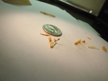 Media type: image;   Herpetology R-131521